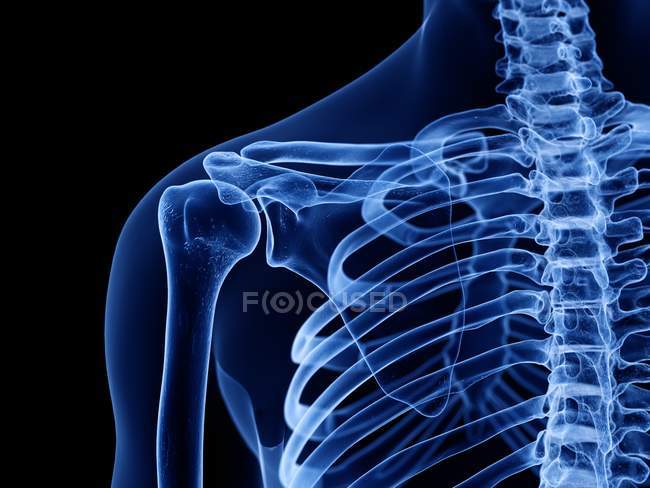 Ossos do ombro em raio-X ilustração digital do corpo humano . — Fotografia de Stock