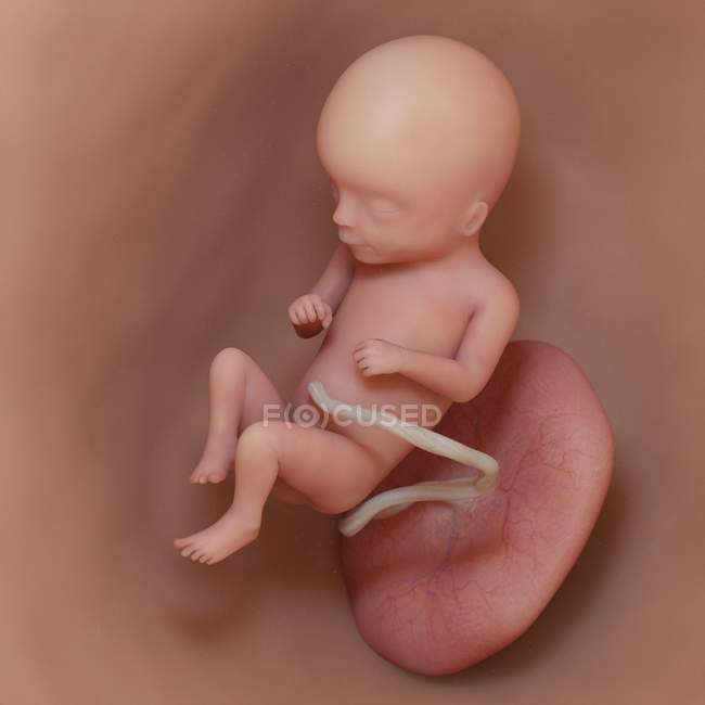 Fœtus humain à la semaine 16, illustration numérique réaliste . — Photo de stock