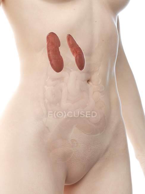 Жіноче тіло з виділеними нирками, комп 