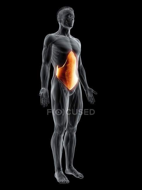 Figure masculine abstraite avec muscle abdominal Transversus détaillé, illustration numérique . — Photo de stock