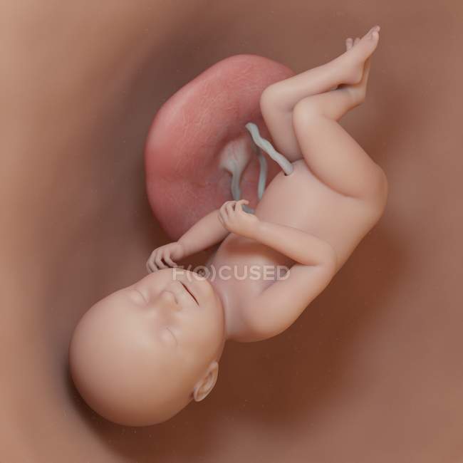 Людський плід на 38 тижні, реалістична цифрова ілюстрація . — стокове фото