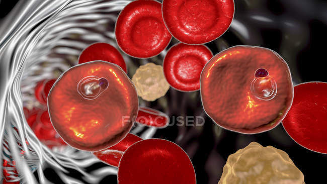 Protozoários de Plasmodium vivax dentro do vaso sanguíneo, ilustração digital
. — Fotografia de Stock