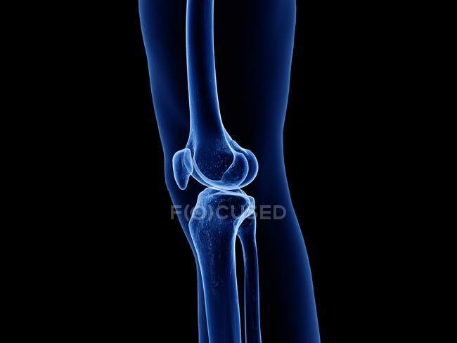 Прозрачный силуэт человеческого тела с видимым здоровым коленным суставом, компьютерная иллюстрация . — стоковое фото