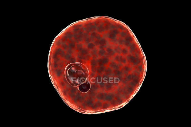 Plasmodium vivax protozoario, ilustración por ordenador . - foto de stock