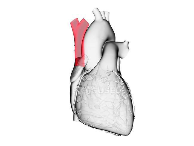 Coeur humain avec veine cave supérieure colorée, illustration par ordinateur
. — Photo de stock