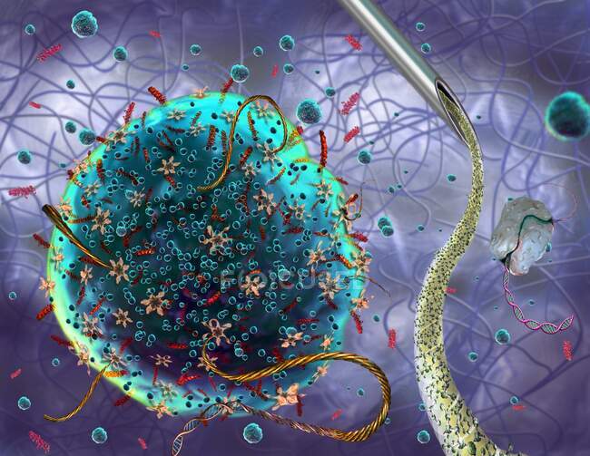 Ingeniería genética, ilustración. Ácido pequeño ribonucleico sintético (ARNm) que se inyecta (punta de la aguja en la parte superior derecha) en el citoplasma celular como parte de un proceso de ingeniería genética - foto de stock