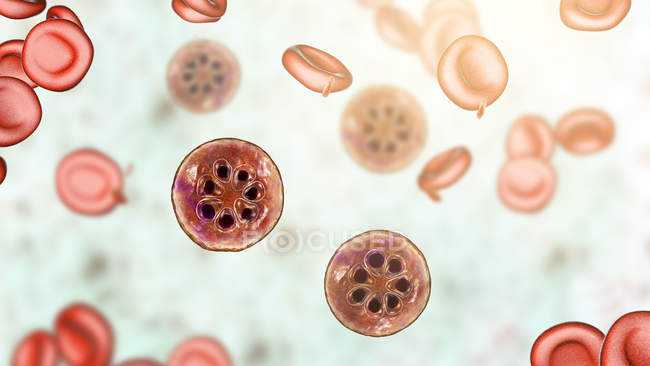 Протозоа Plasmodium malariae в кровеносных сосудах, компьютерная иллюстрация . — стоковое фото