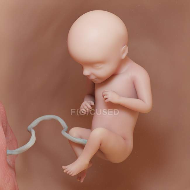 Людський плід на 29-му тижні, реалістичний цифровий приклад. — стокове фото