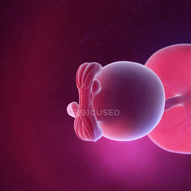 Foetus humain à la semaine 5, illustration numérique multicolore . — Photo de stock