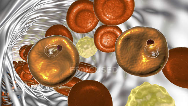 Plasmodium vivax protozoi all'interno del vaso sanguigno, illustrazione digitale
. — Foto stock