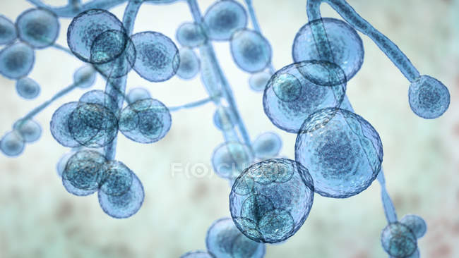 Трехмерная цифровая иллюстрация одноклеточного грибка Candida auris . — стоковое фото