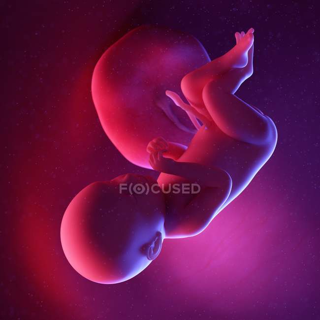 Foetus humain à la semaine 39, illustration numérique multicolore . — Photo de stock