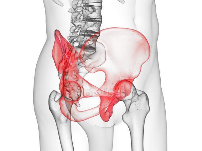Osso de ílio no esqueleto do corpo humano, ilustração computacional
. — Fotografia de Stock