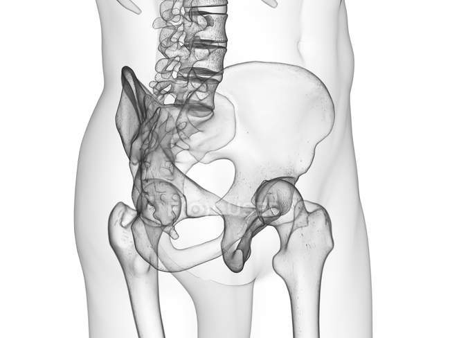 Silhouette trasparente del corpo umano con articolazioni visibili dell'anca, illustrazione del computer . — Foto stock