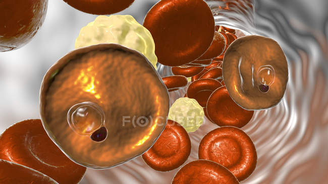 Protozoaires Plasmodium vivax à l'intérieur des vaisseaux sanguins, illustration numérique
. — Photo de stock