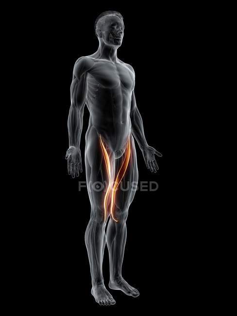 Figura maschile astratta con dettagliato muscolo Sartorius, illustrazione digitale . — Foto stock