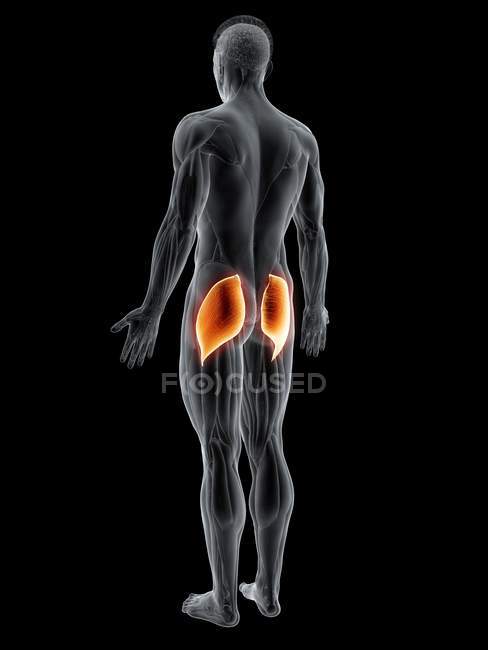 Abstract male body with detailed Gluteus maximus muscle, computer illustration. — Stock Photo