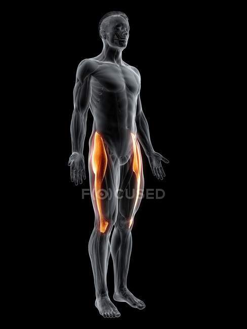 Абстрактна чоловіча фігура з детальним Tensor fascia lata м'яз, цифрова ілюстрація. — стокове фото