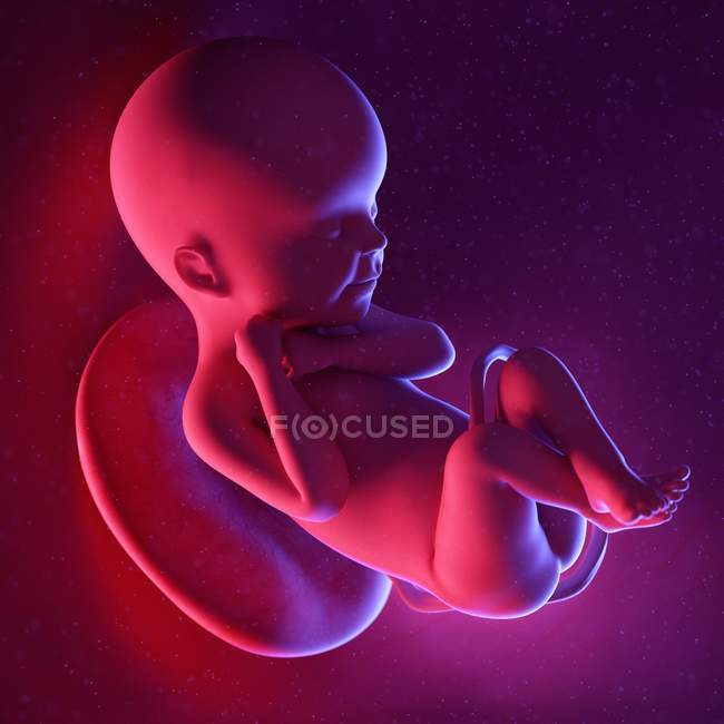 Foetus humain à la semaine 24, illustration numérique multicolore . — Photo de stock
