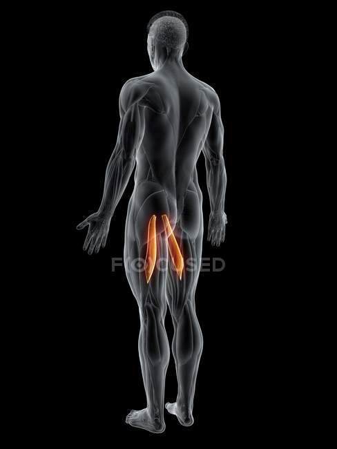 Abstract male body with detailed Adductor longus muscle, computer illustration. — Stock Photo
