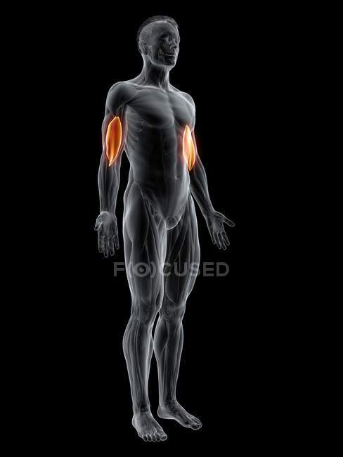 Abstract male figure with detailed Brachialis muscle, computer illustration. — Stock Photo