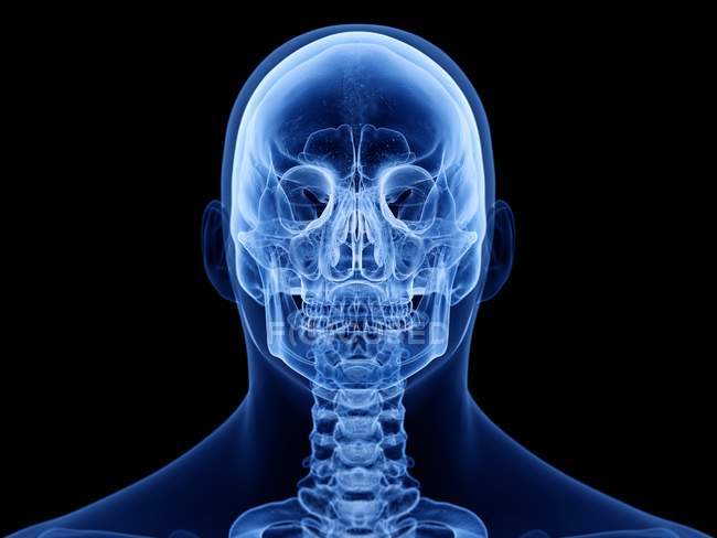 Silueta masculina abstracta con cráneo humano visible, vista frontal, ilustración por computadora . - foto de stock