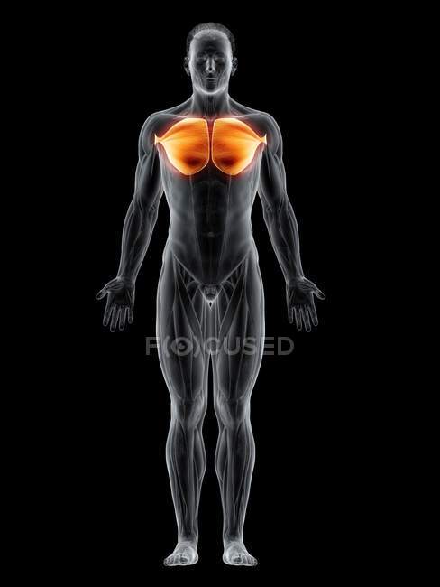 Abstract male body with detailed Pectoralis major muscle, computer illustration. — Stock Photo