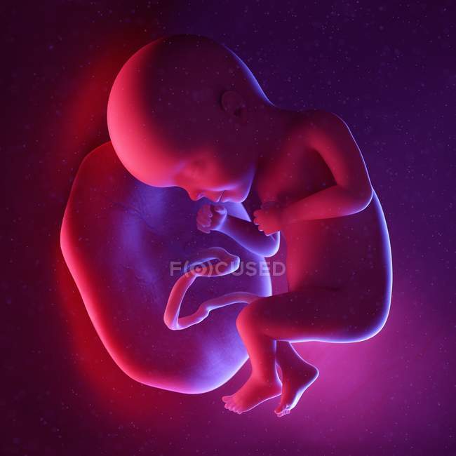 Human fetus at week 27, multicolored digital illustration. — Stock Photo