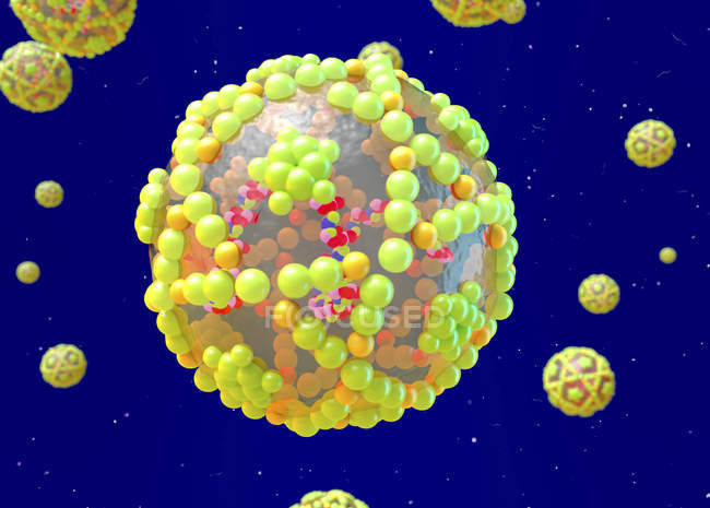 Estructura del virus del ARN del enterovirus, ilustración digital . - foto de stock