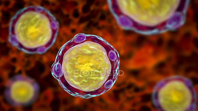 Ilustración digital de parásitos hominíes blastocystis, agentes causantes de infecciones diarreicas.. - foto de stock