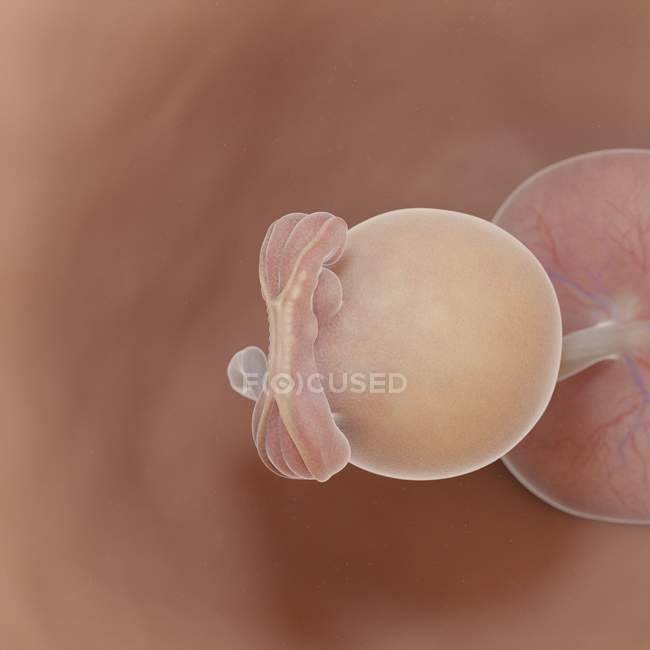 Human fetus at week 5, realistic digital illustration. — Stock Photo