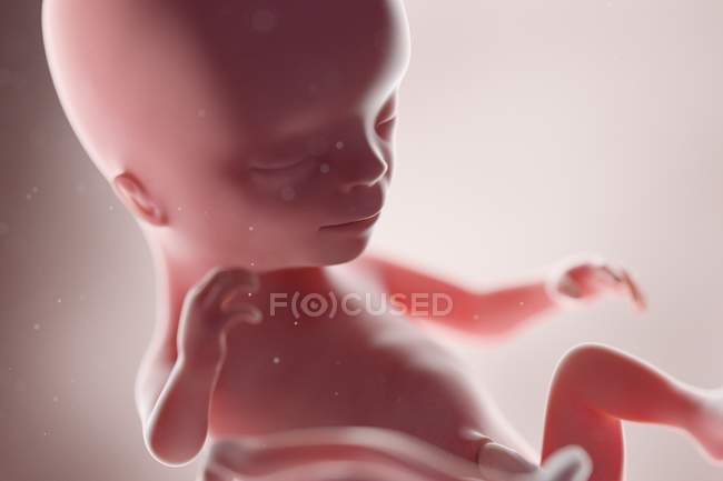 Fœtus humain réaliste à la semaine 14, illustration par ordinateur . — Photo de stock