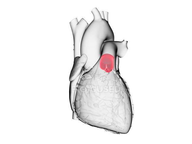 Coeur humain avec valve pulmonaire colorée, illustration d'ordinateur
. — Photo de stock