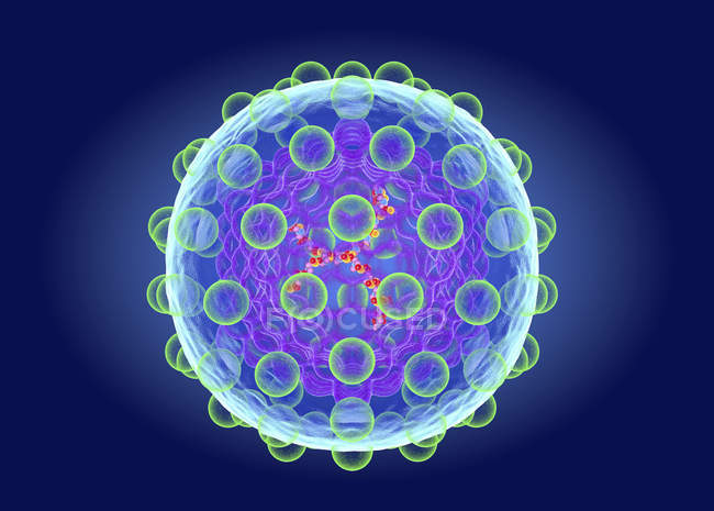 Estrutura do vírus da hepatite C, ilustração digital
. — Fotografia de Stock