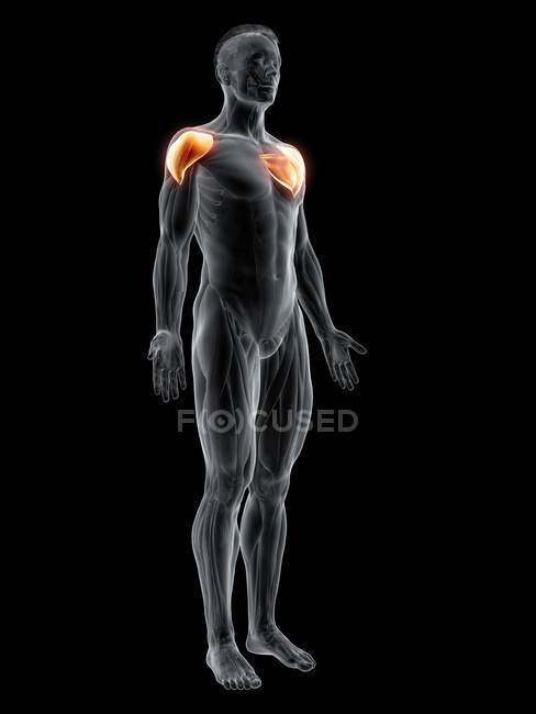 Абстрактная мужская фигура с детальной дельтовидной мышцей, компьютерная иллюстрация . — стоковое фото