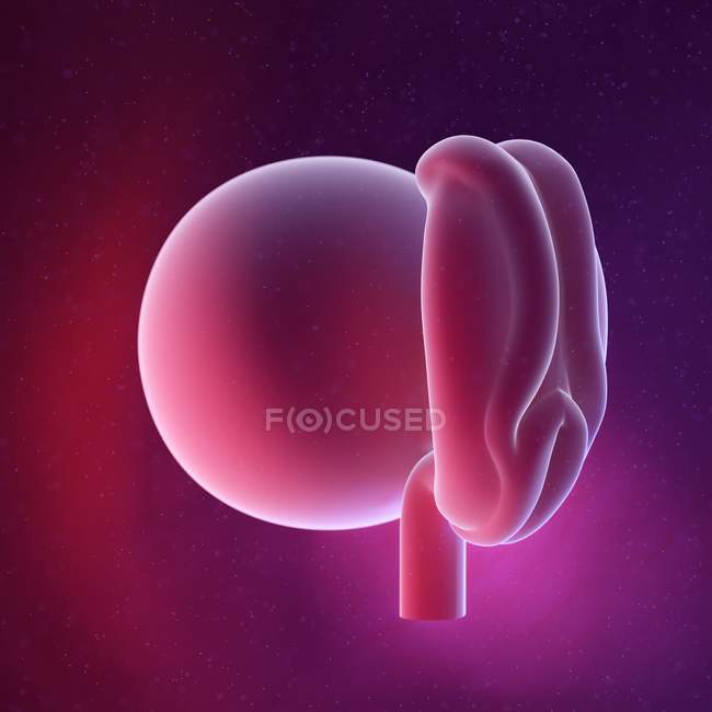 Foetus humain à la semaine 4, illustration numérique multicolore . — Photo de stock