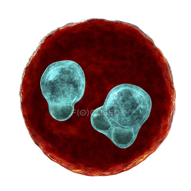 Protozoo Plasmodium falciparum cell, agente causale della malaria tropicale, illustrazione digitale
. — Foto stock