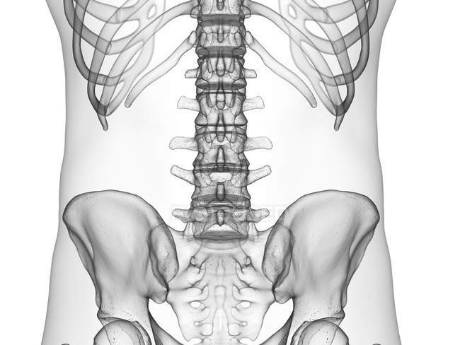 Sagoma maschile astratta con colonna vertebrale lombare visibile, illustrazione al computer . — Foto stock