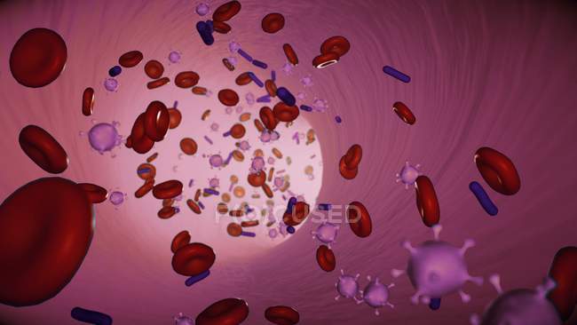 Bacterias y virus en la arteria humana, ilustración digital
. - foto de stock