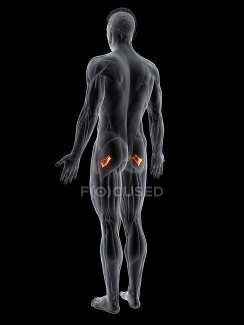 Abstrakte männliche Figur mit detailliertem Quadratus femoris Muskel, Computerillustration. — Stockfoto