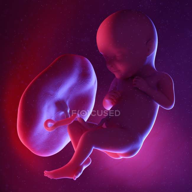 Foetus humain à la semaine 32, illustration numérique multicolore . — Photo de stock