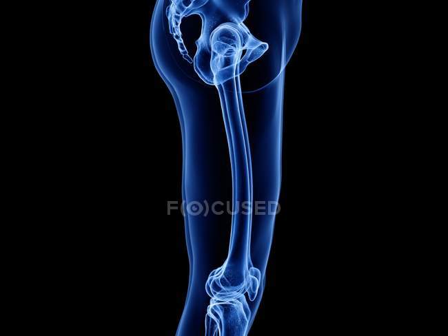 Huesos de la parte superior de la pierna en rayos X ilustración por ordenador del cuerpo humano . - foto de stock