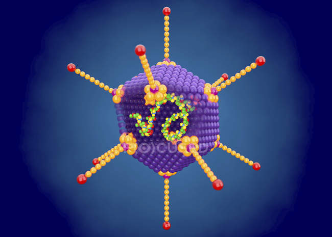 Estructura del adenovirus, ilustración digital 3d . - foto de stock