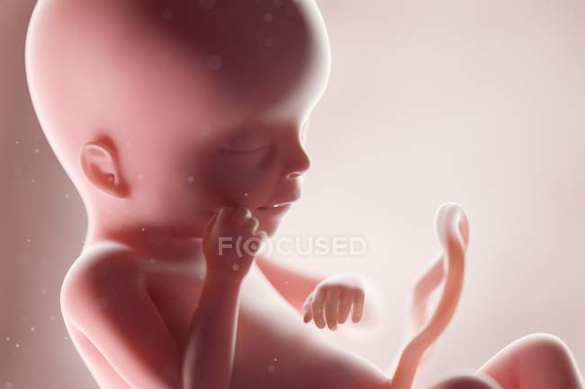Fœtus humain réaliste à la semaine 19, illustration par ordinateur . — Photo de stock