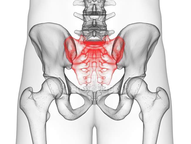 Abstract male figure showing colored sacrum bones, computer illustration. — Stock Photo