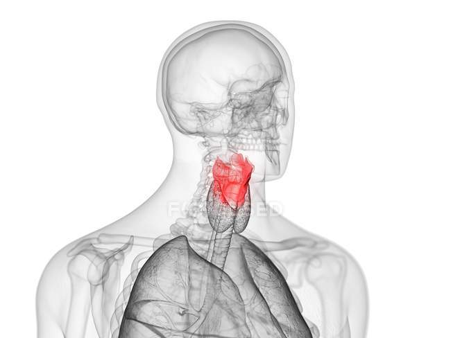 Silueta humana transparente con laringe de color, ilustración por ordenador . - foto de stock