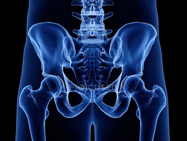Кістки кульшового суглоба в рентгенівській цифровій ілюстрації людського тіла . — стокове фото
