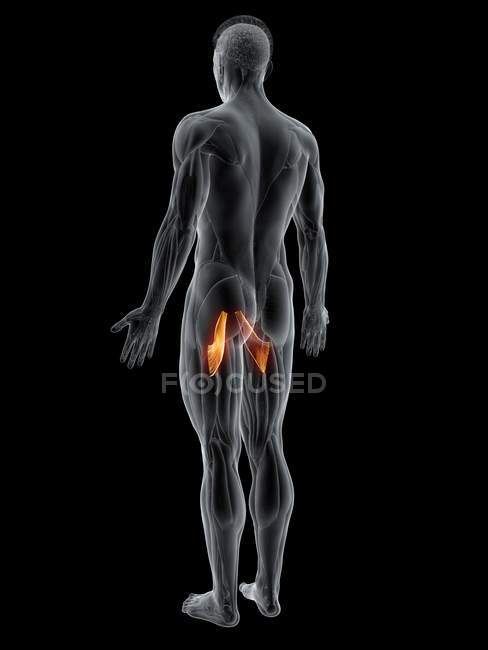 Abstract male body with detailed Adductor brevis muscle, computer illustration. — Stock Photo