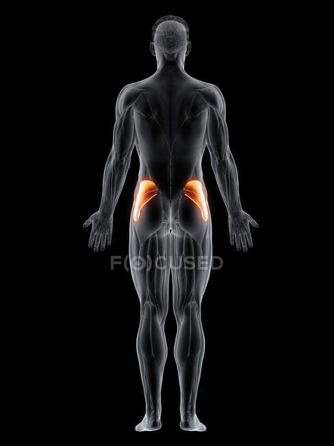 Cuerpo masculino con músculo Gluteus medius de color visible, ilustración por ordenador
. - foto de stock