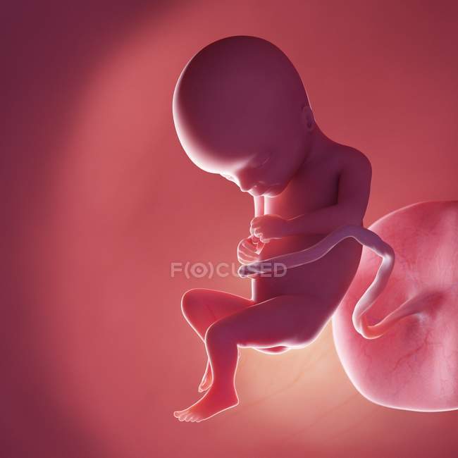 Foetus humain à la semaine 17, illustration numérique réaliste . — Photo de stock